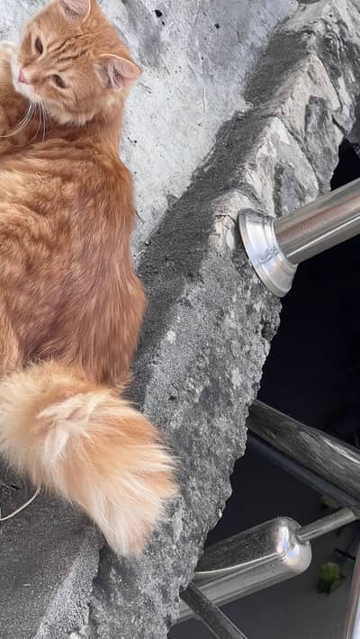 Persian cat double coat