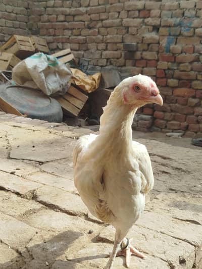 paper white madi blue eyes for sale heathy and active