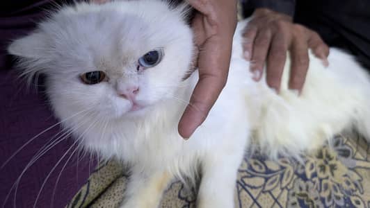 Beautiful Pure White Persian Pair / Odd-Eye Persian Cat Pair