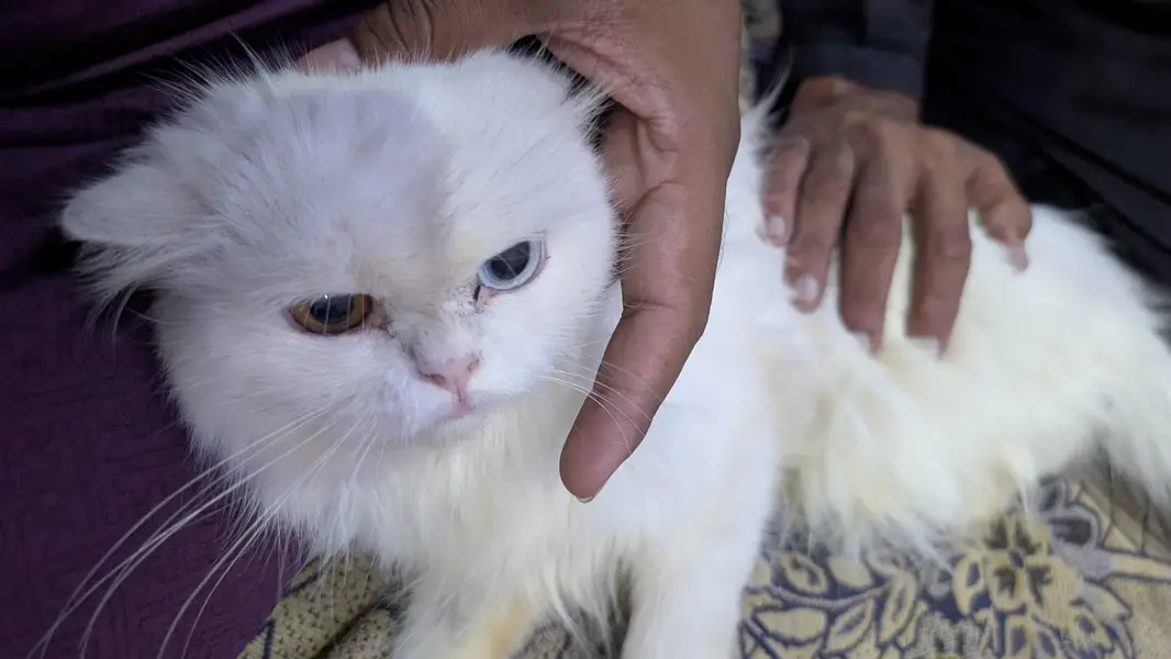 Beautiful Pure White Persian Pair / Odd-Eye Persian Cat Pair — photo 2