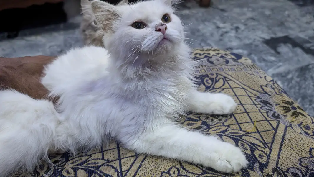 Beautiful Pure White Persian Pair / Odd-Eye Persian Cat Pair — photo 3