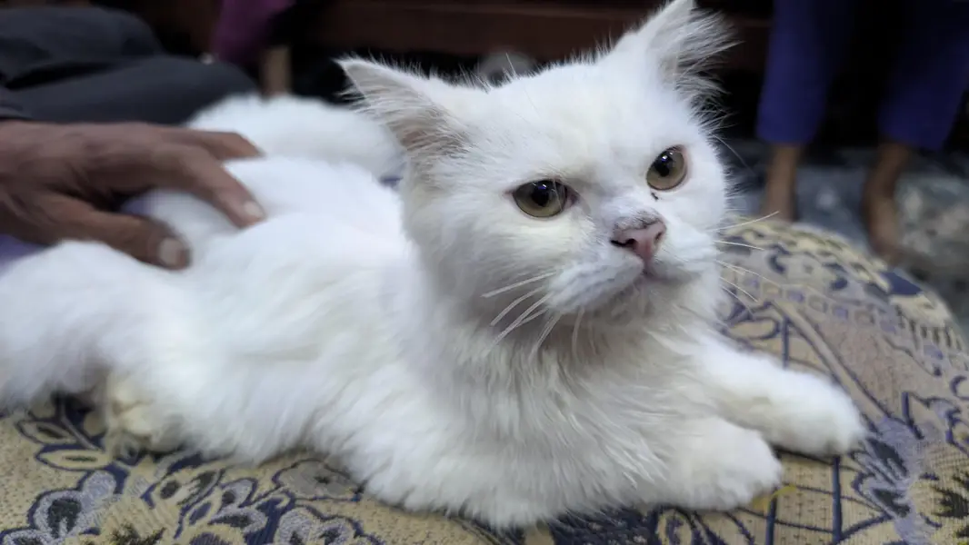 Beautiful Pure White Persian Pair / Odd-Eye Persian Cat Pair — photo 4