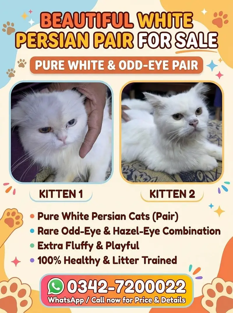 Beautiful Pure White Persian Pair / Odd-Eye Persian Cat Pair — photo 5