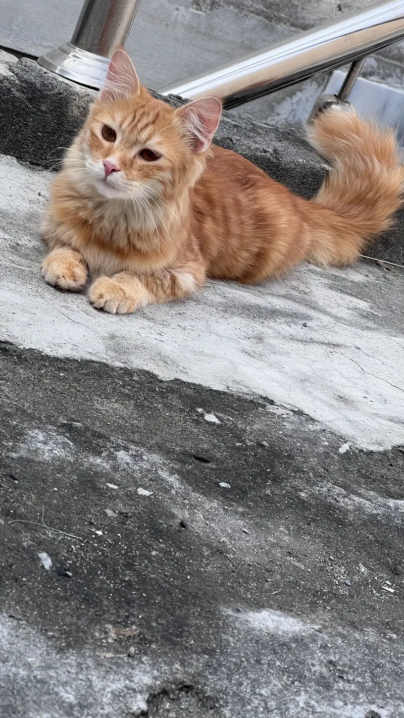Persian cat double coat — photo 3