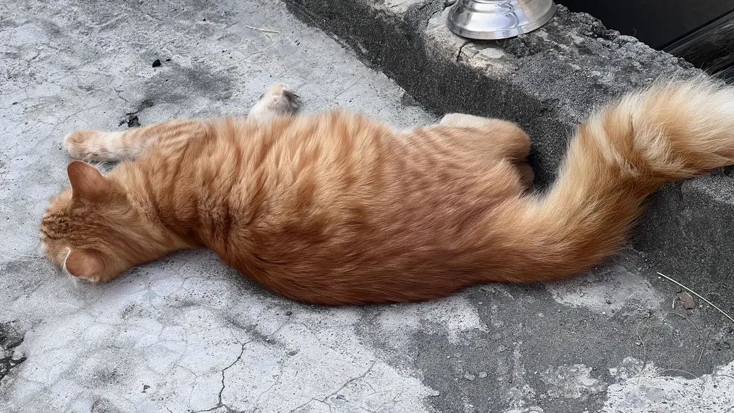 Persian cat double coat — photo 4