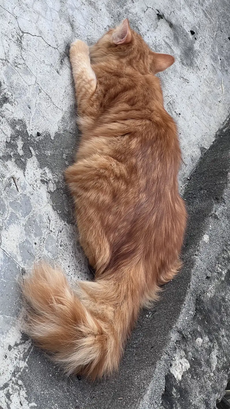 Persian cat double coat — photo 6