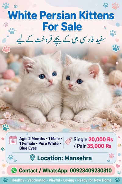 خالص سفید فارسی بلی کے بچے - نیلی آنکھیں - جوڑا دستیاب - مانسہرہ