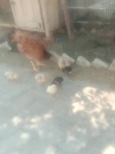 Aseel murgi or 7 chick aseel pure  what'sapp 03296130514 urgent sale