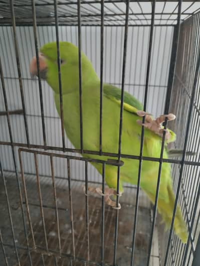 Parrot available for sale