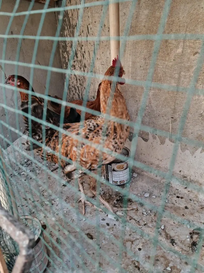 مصری گھر کی پلا ہوا — photo 5
