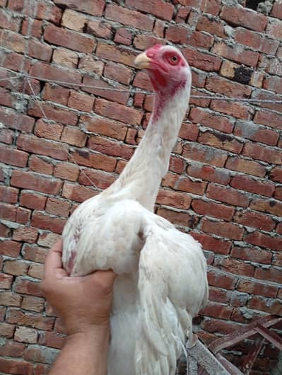 German o Shamo female