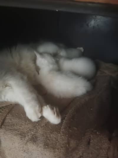 kitten for sal