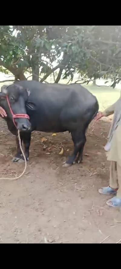 Nili Ravi buffalow for sale in layyah