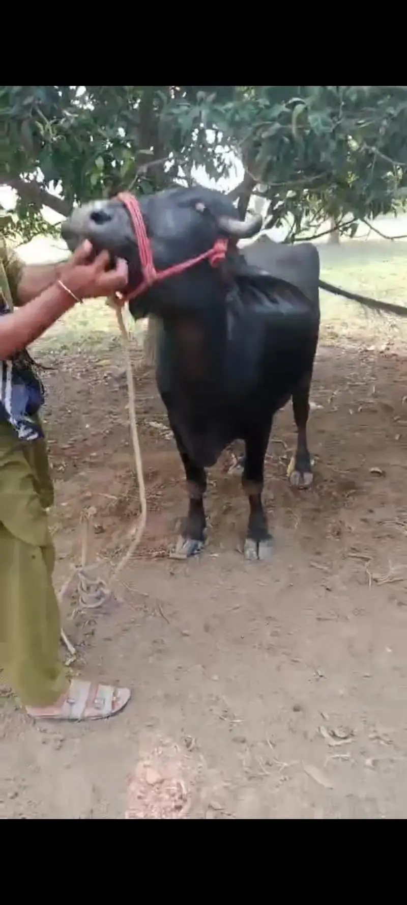 Nili Ravi buffalow for sale in layyah — photo 2