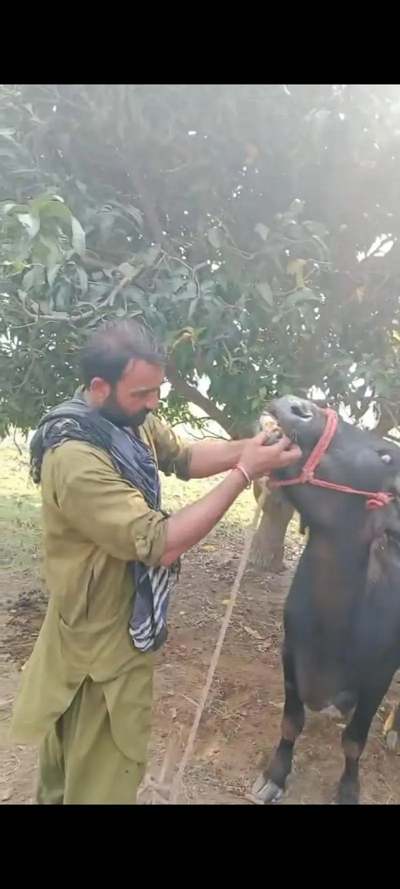 Nili Ravi buffalow for sale in layyah — photo 3