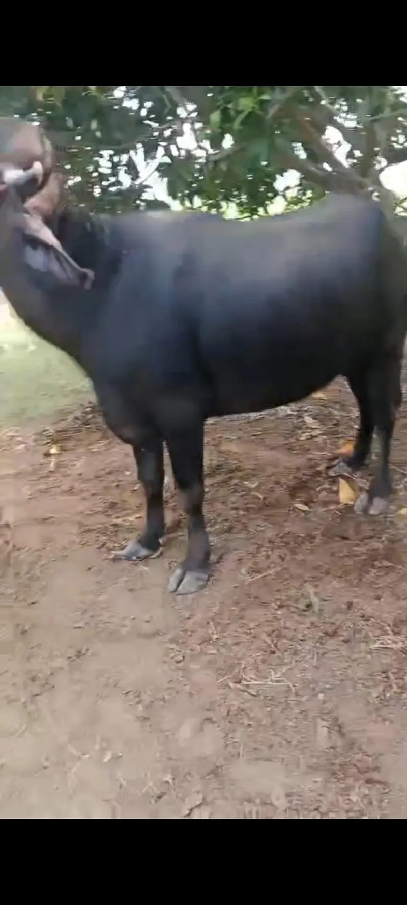 Nili Ravi buffalow for sale in layyah — photo 4