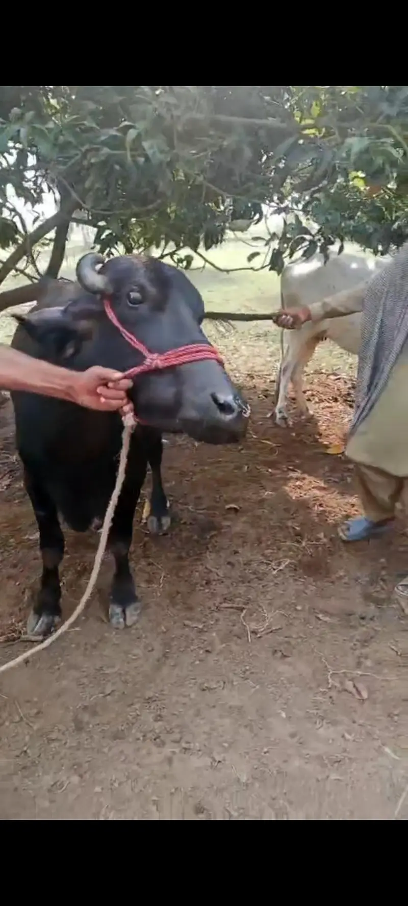 Nili Ravi buffalow for sale in layyah — photo 5