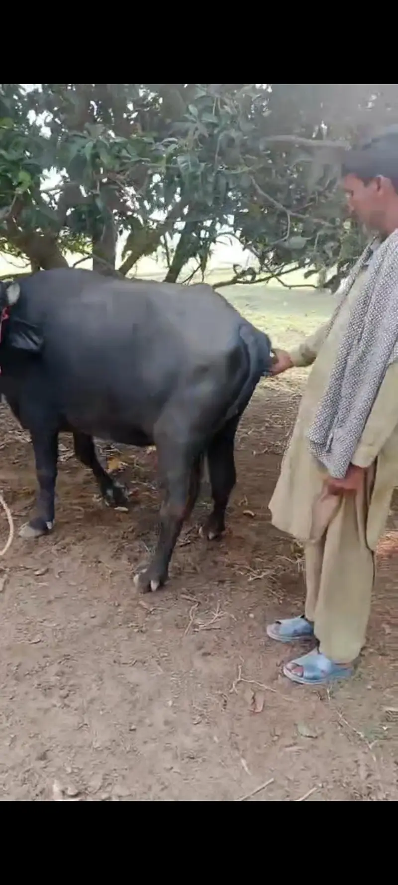 Nili Ravi buffalow for sale in layyah — photo 6