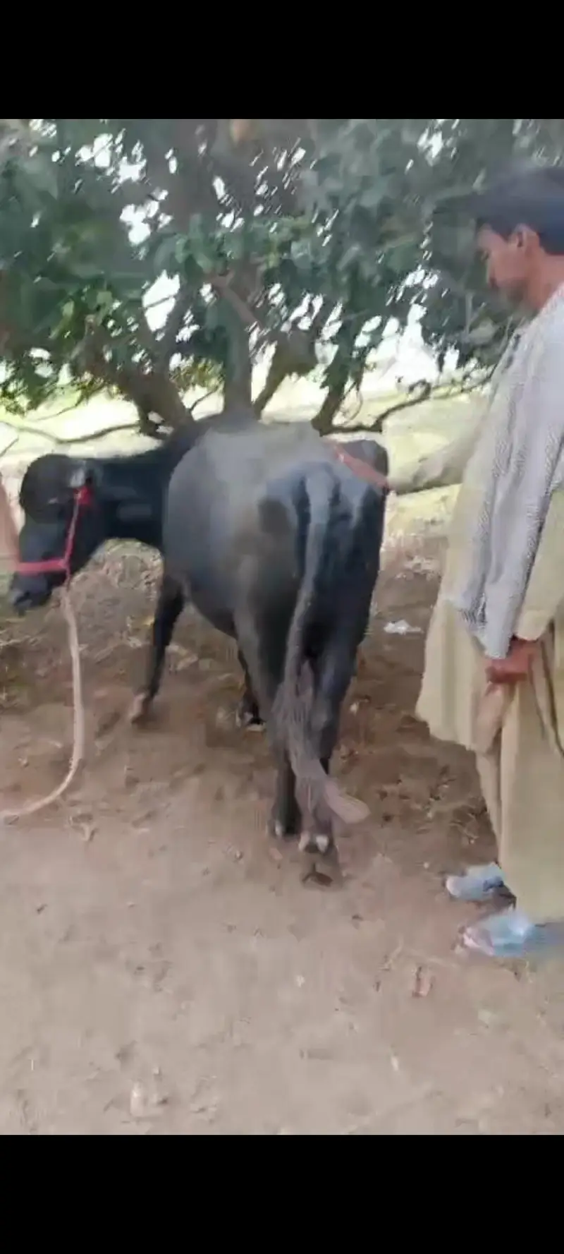 Nili Ravi buffalow for sale in layyah — photo 7