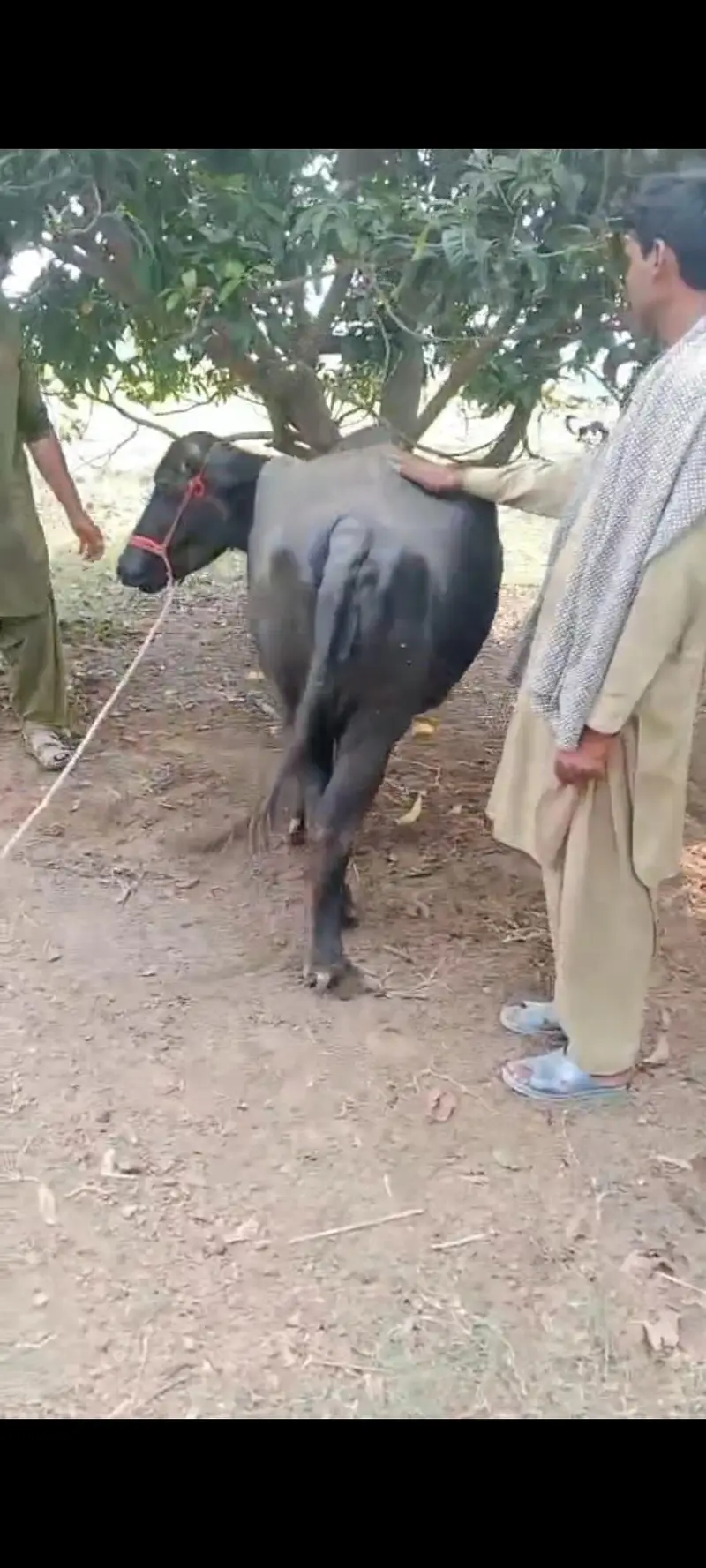 Nili Ravi buffalow for sale in layyah — photo 8