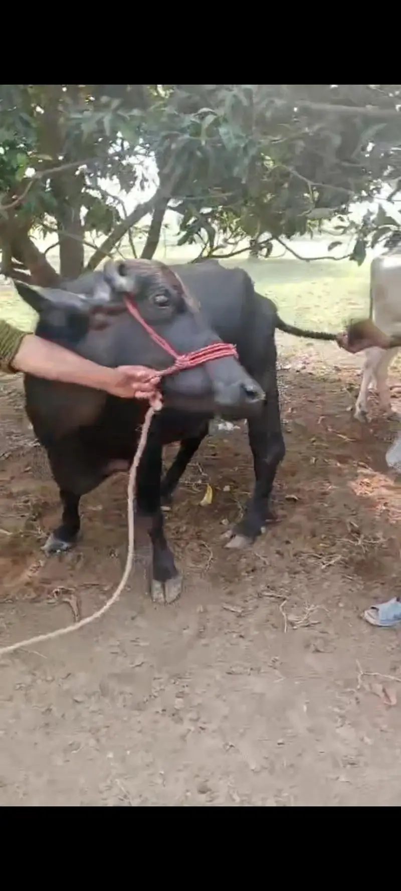 Nili Ravi buffalow for sale in layyah — photo 9