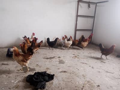 GHAR KI PALI DESI HENS