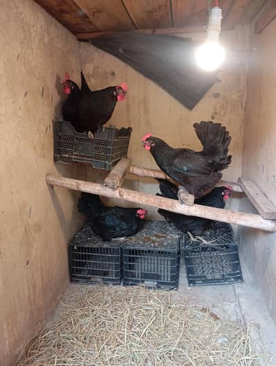 Austrlop hen and fartail eggs avelaible