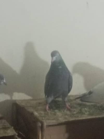 4 neelay kamagar pair for sale