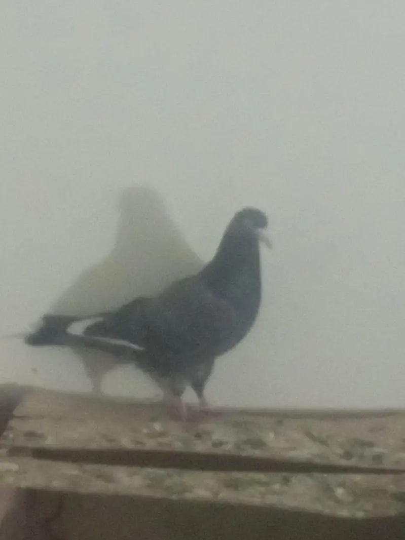 4 neelay kamagar pair for sale — photo 2