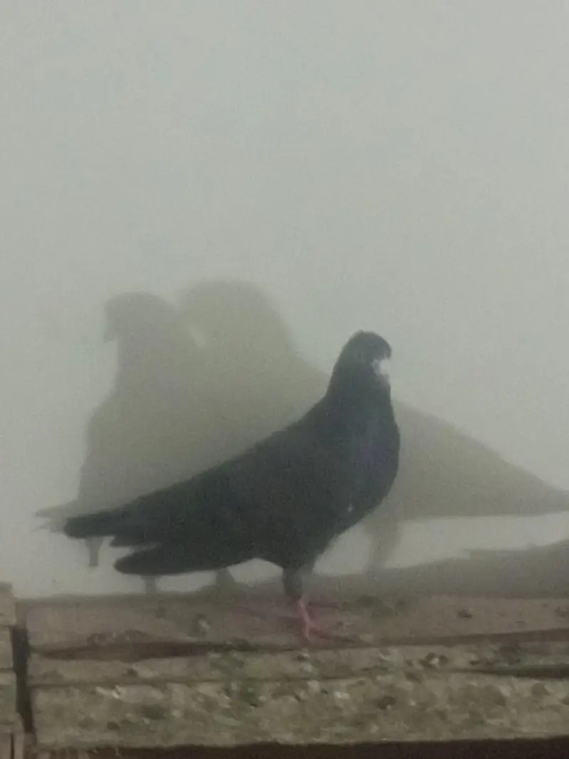 4 neelay kamagar pair for sale — photo 3
