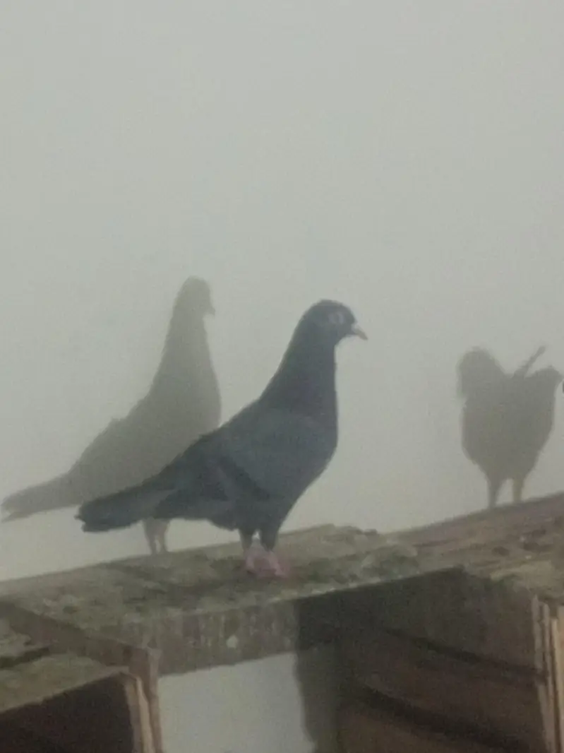 4 neelay kamagar pair for sale — photo 4