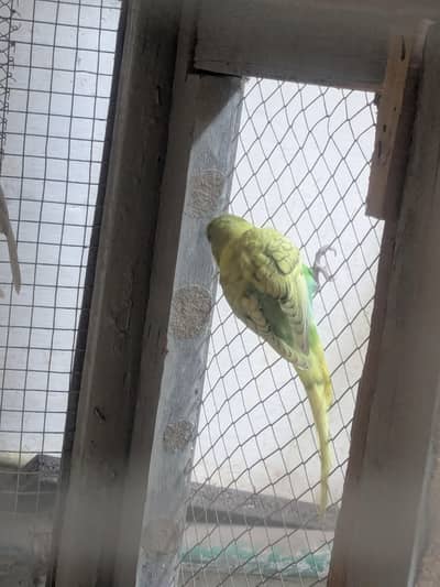 Australian Budgies Pairs