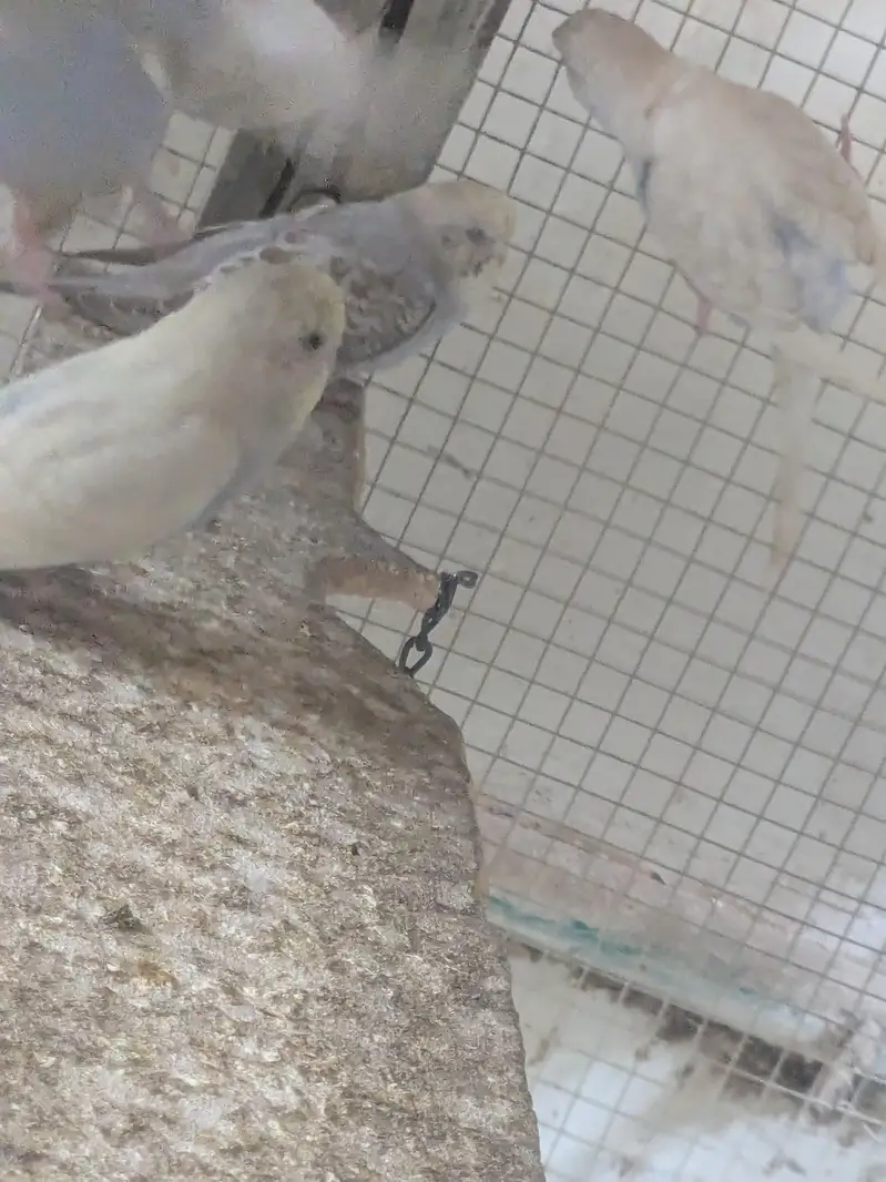 Australian Budgies Pairs — photo 2
