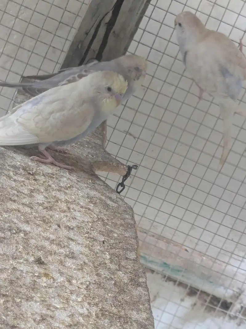 Australian Budgies Pairs — photo 3