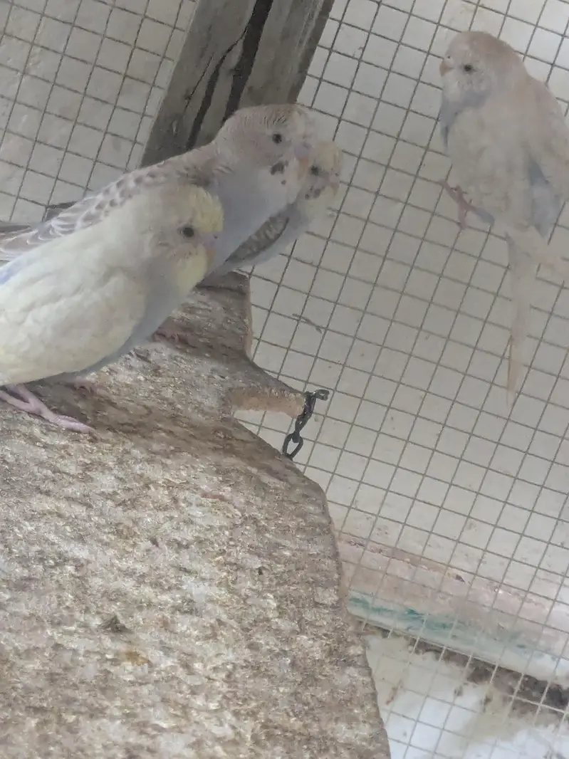 Australian Budgies Pairs — photo 4
