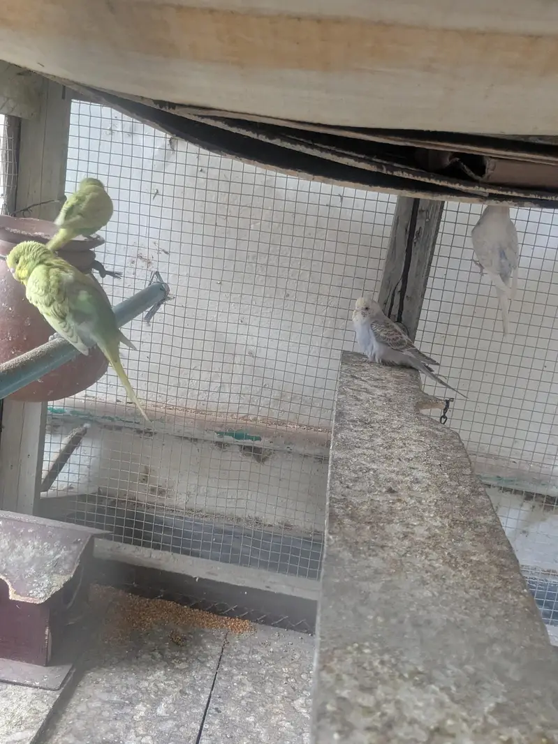 Australian Budgies Pairs — photo 5