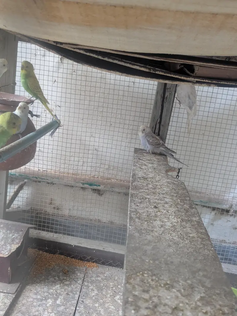 Australian Budgies Pairs — photo 6