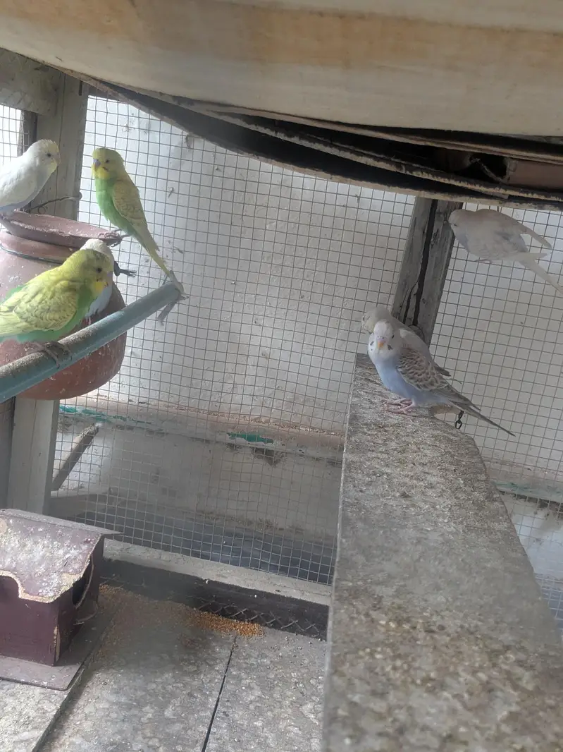 Australian Budgies Pairs — photo 7