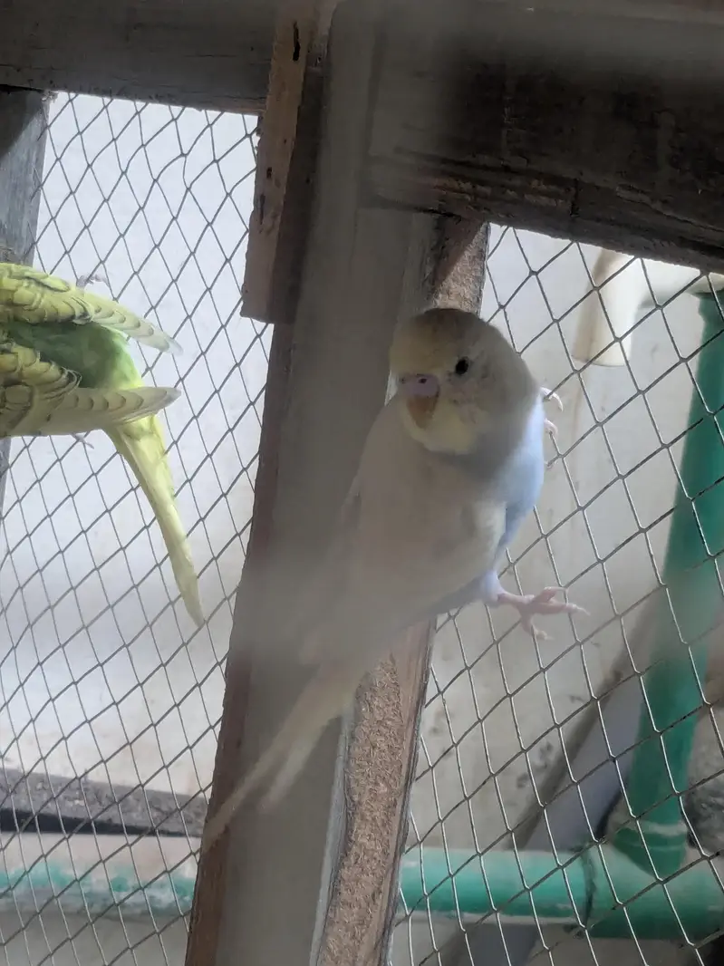 Australian Budgies Pairs — photo 8