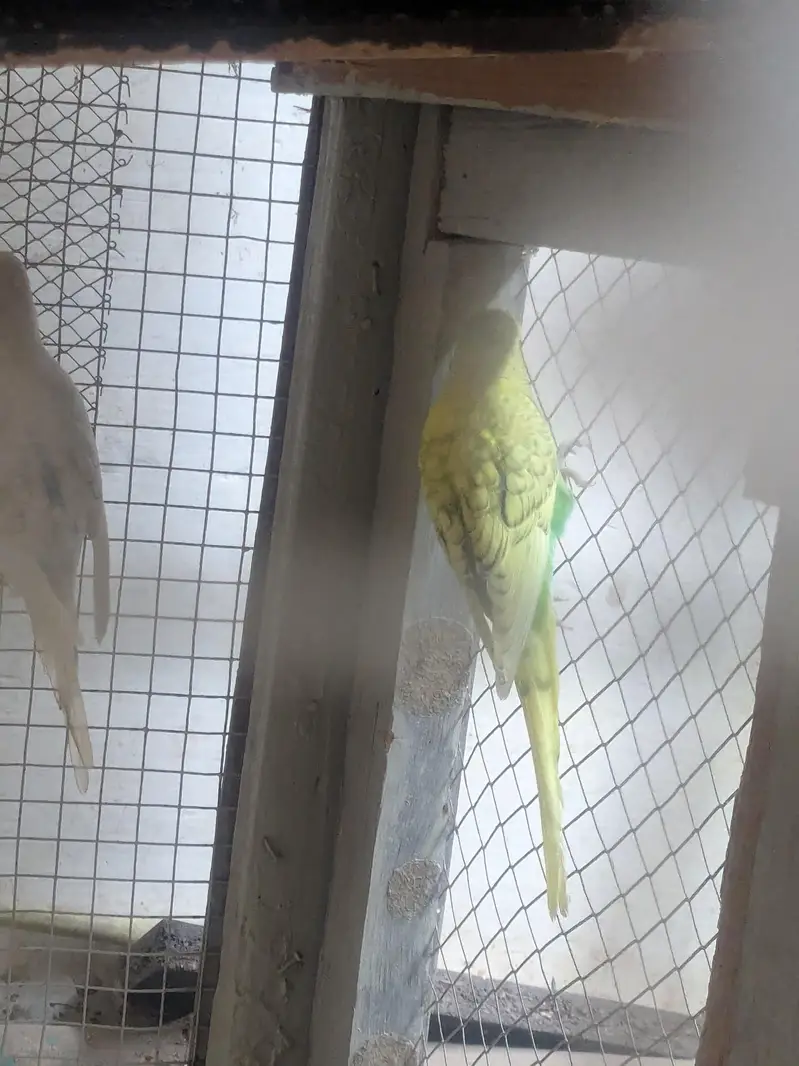 Australian Budgies Pairs — photo 10