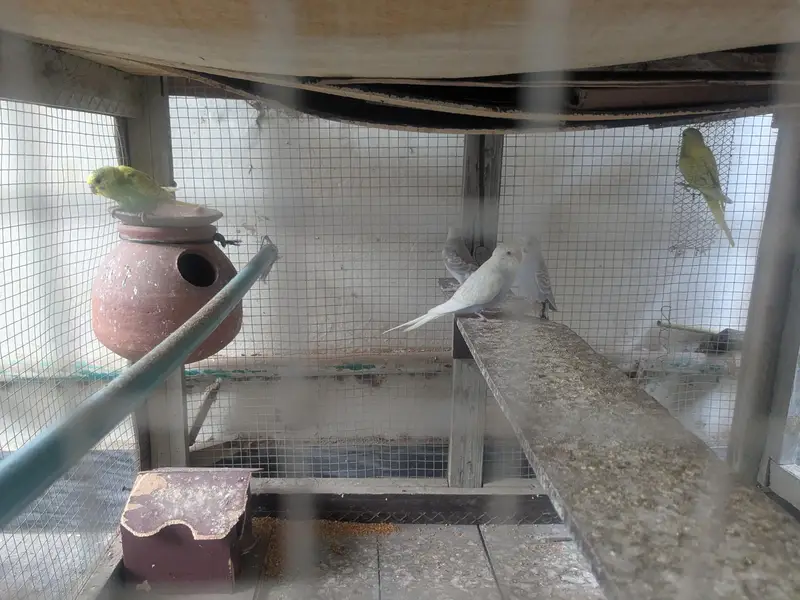 Australian Budgies Pairs — photo 11