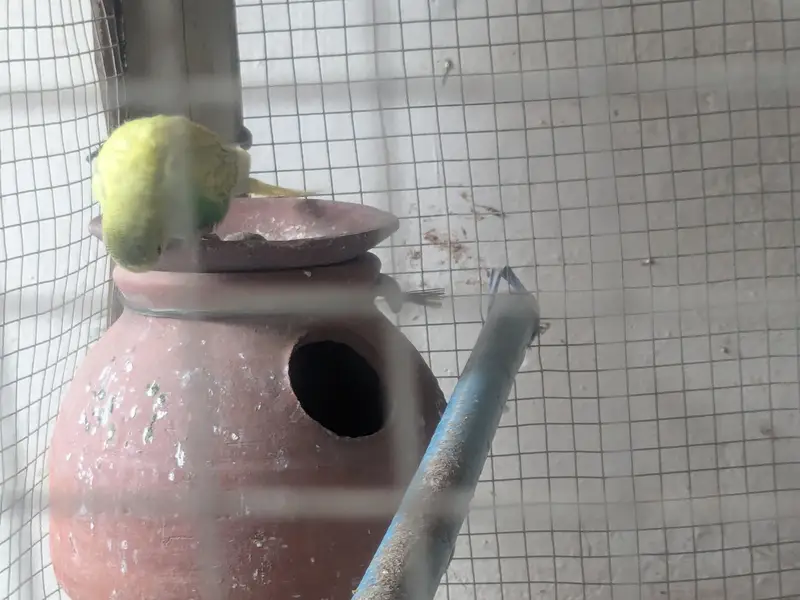 Australian Budgies Pairs — photo 12
