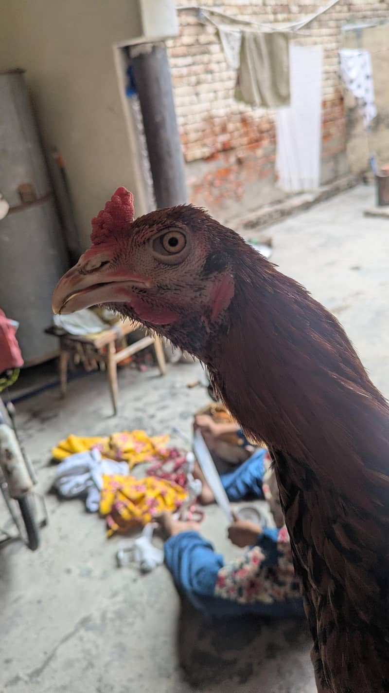 Bermi pakoi patha 1