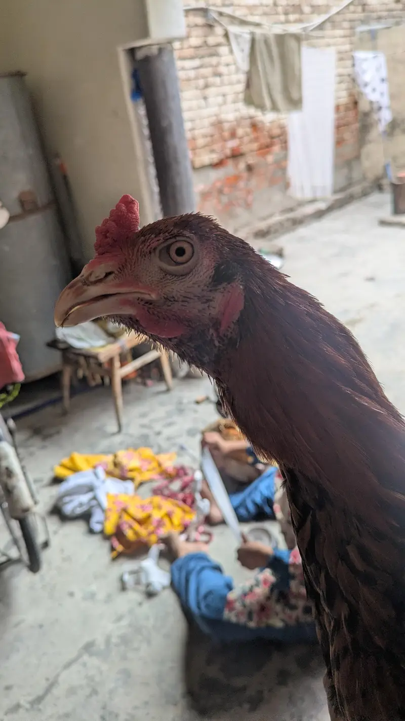 Bermi pakoi patha — photo 2