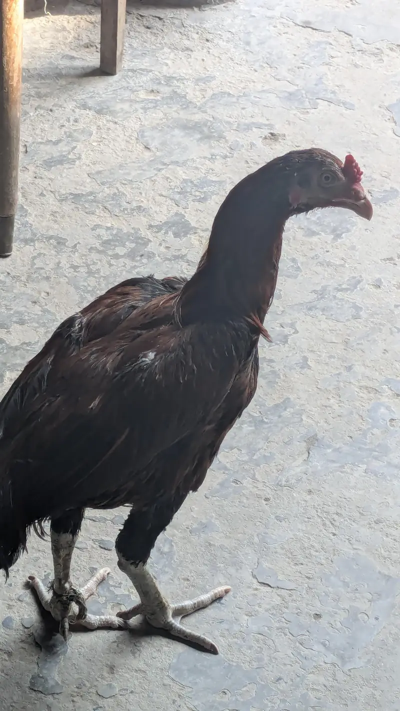 Bermi pakoi patha — photo 4