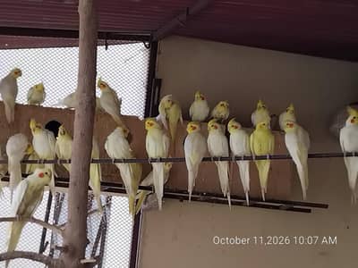 Cream Cocktail pairs full colony