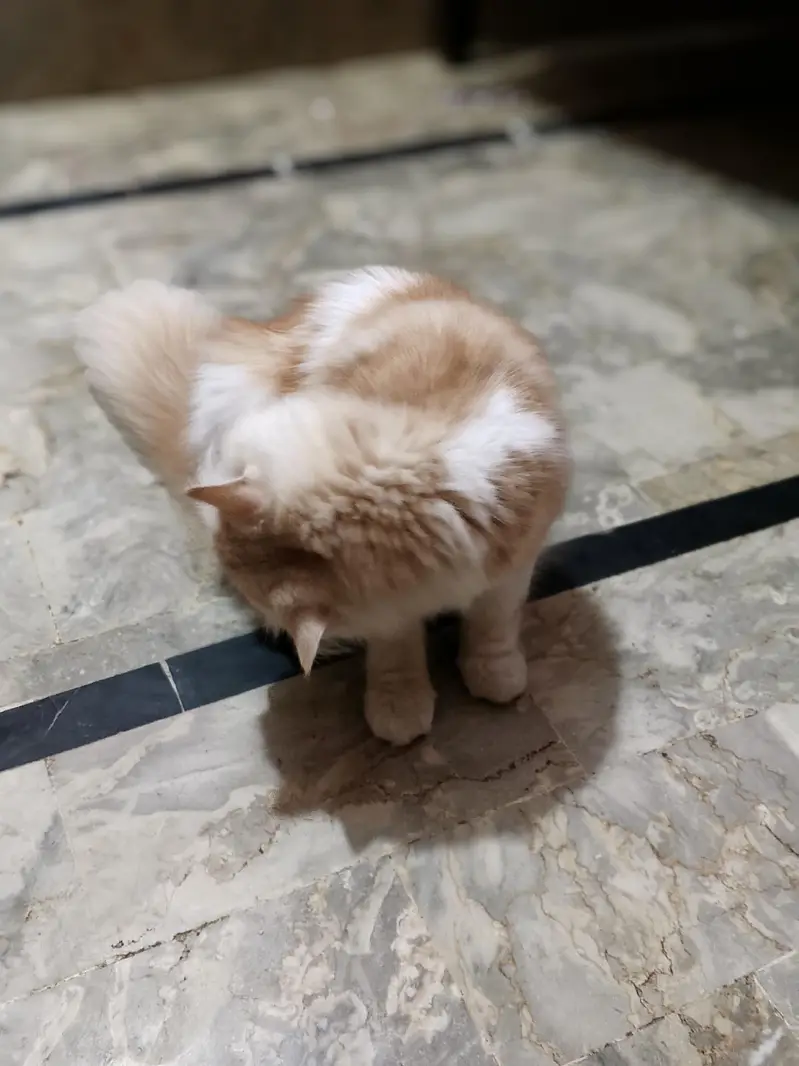 Beautiful Persian Cat for Sale! — photo 2