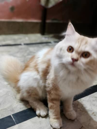 Beautiful Persian Cat for Sale!