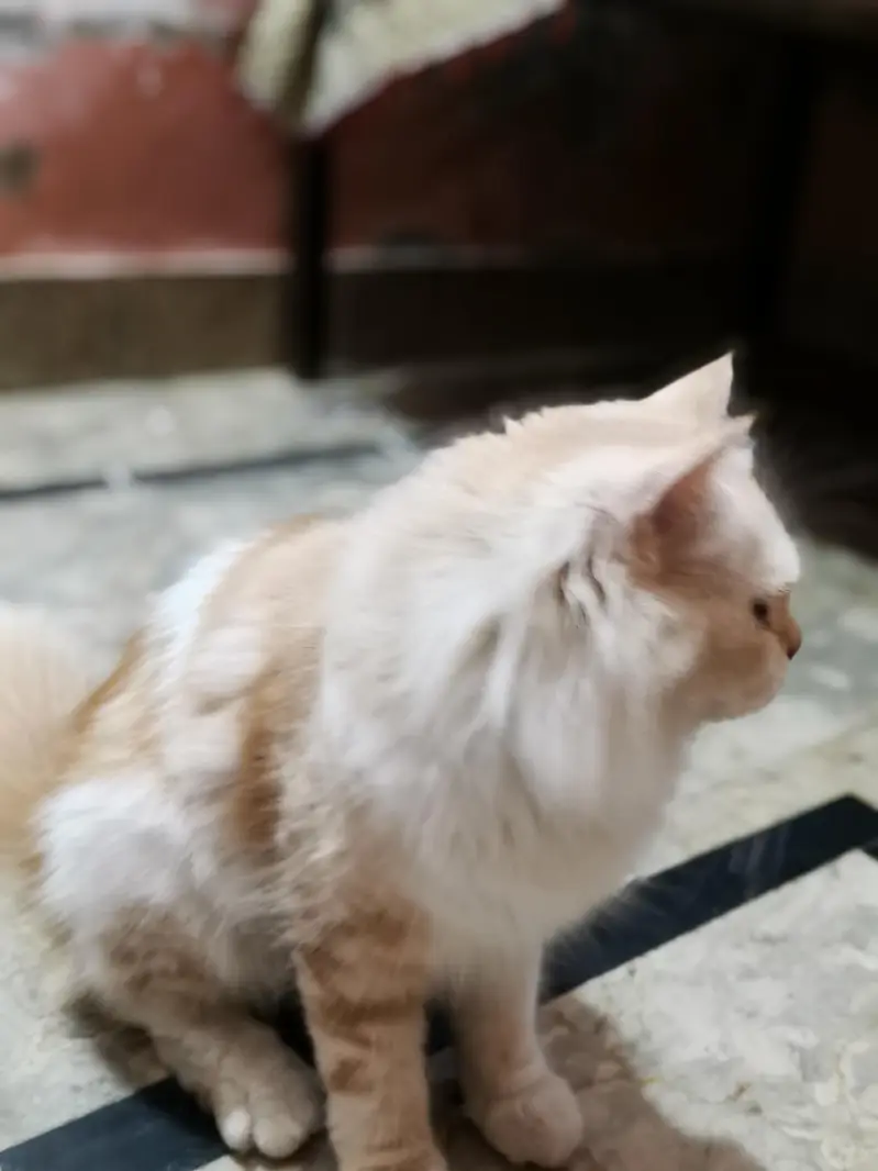 Beautiful Persian Cat for Sale! — photo 3