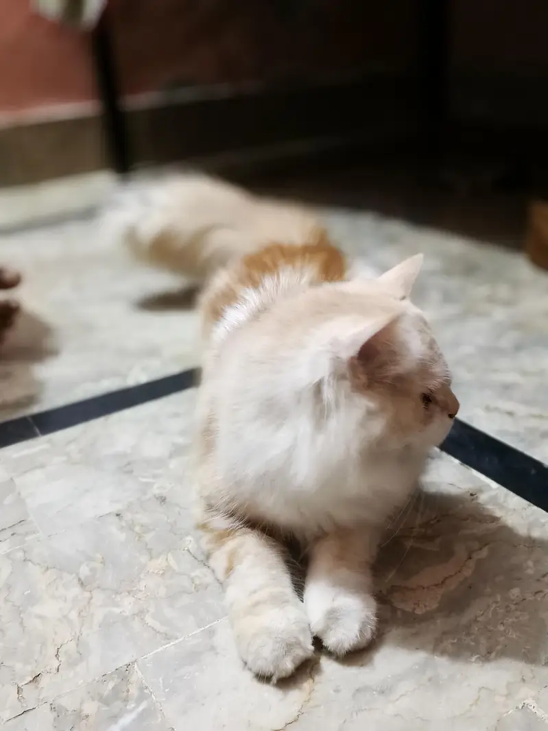 Beautiful Persian Cat for Sale! — photo 4